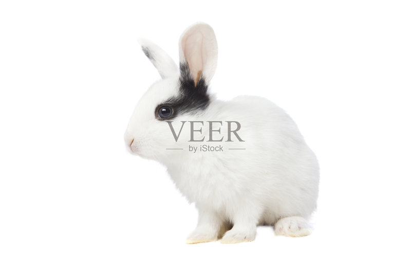 兔子正版图片素材