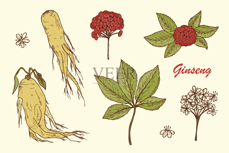 人参。药用植物。人参的根,叶,浆果和花。替代医学。生物添加剂。传统草药疗法。矢量图正版插画素材