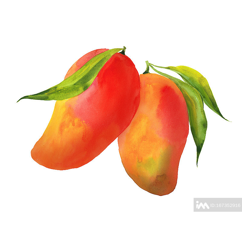 芒果与叶子插画图片素材