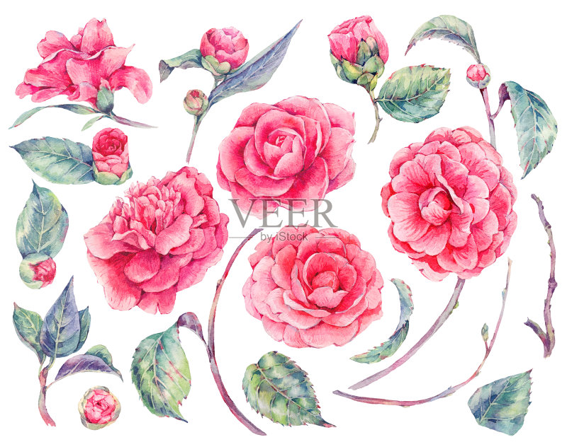 水彩花茶花一套正版插画素材