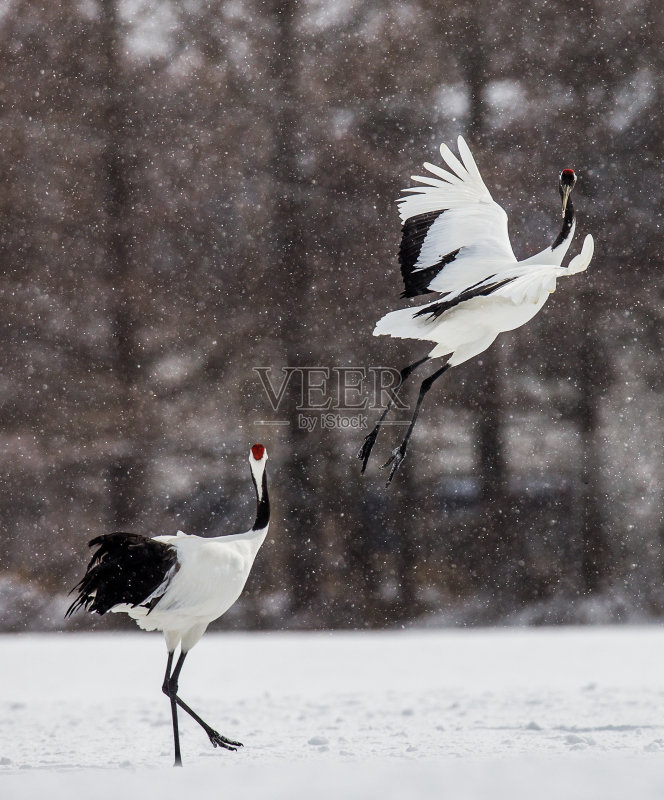 一群日本鹤在暴风雪中起飞。正版图片素材