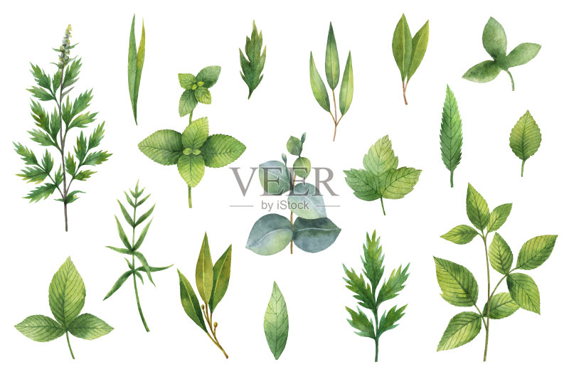 手绘水彩画的草药和香料。正版插画素材