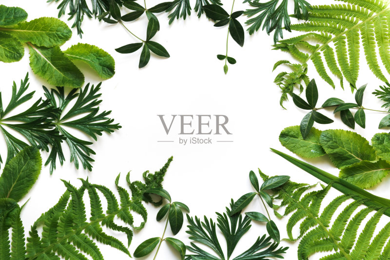 白色背景上的绿叶。顶部视图与复制空间。花卉图案。正版图片素材