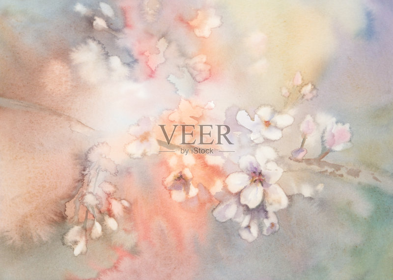 樱花盛开水彩正版插画素材