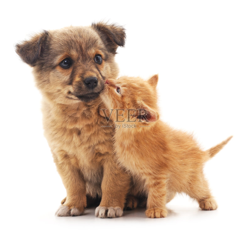 小狗和小猫。正版图片素材