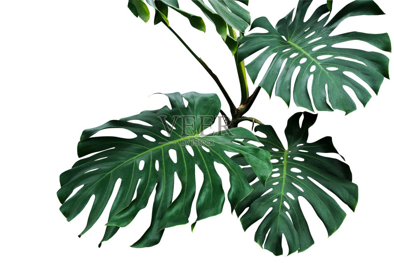 在白色背景下生长的热带叶科植物,其叶片深绿色,包括修剪路径。正版图片素材