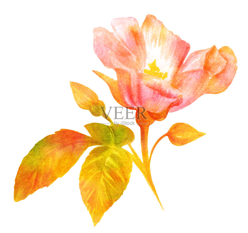 水彩画,盛开的玫瑰,复古植物艺术,金色正版插画素材