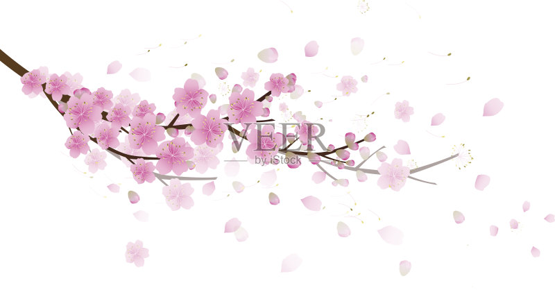 樱花花朵背景。樱花孤立白色背景正版插画素材