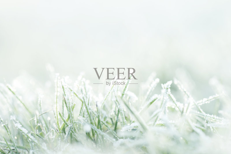 被霜覆盖的植物正版图片素材