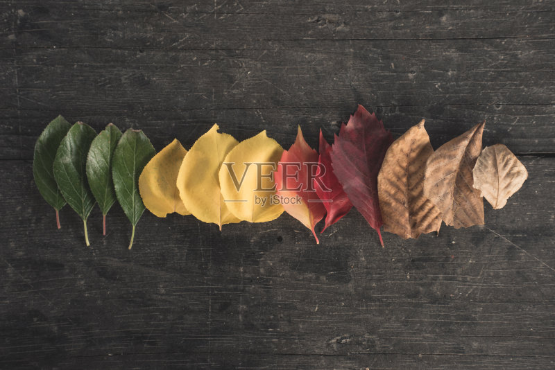 秋天来了正版图片素材