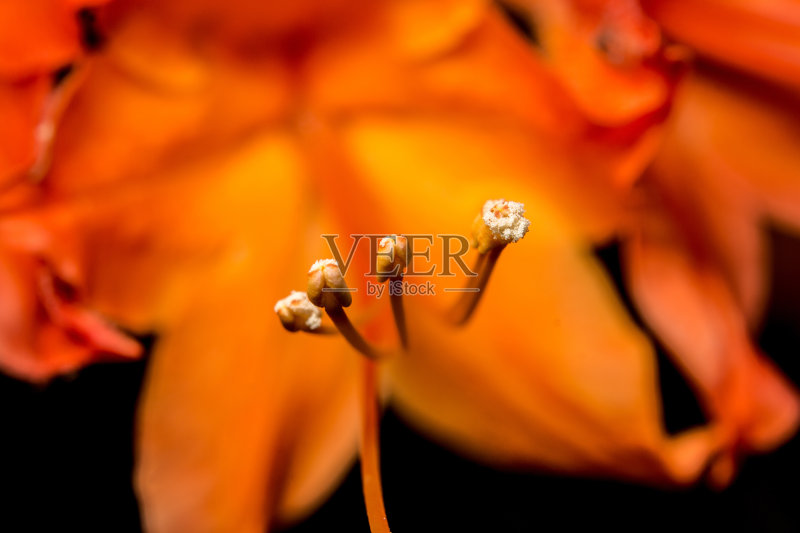 忍冬花正版图片素材