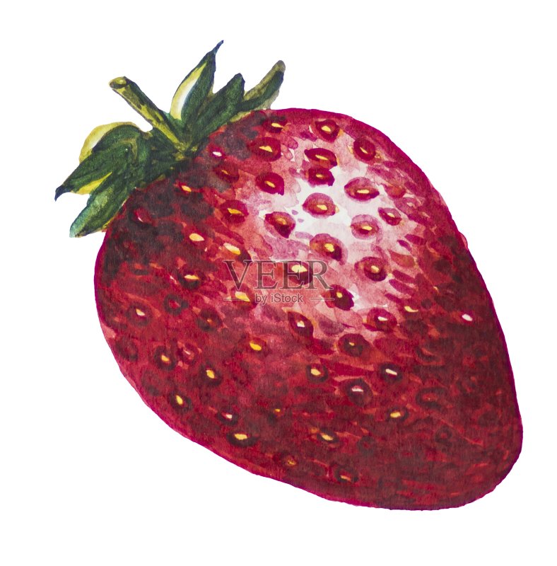 草莓画和水彩画。正版插画素材
