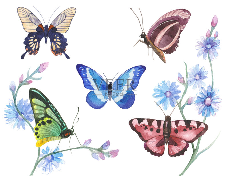 水彩蝴蝶插图正版插画素材