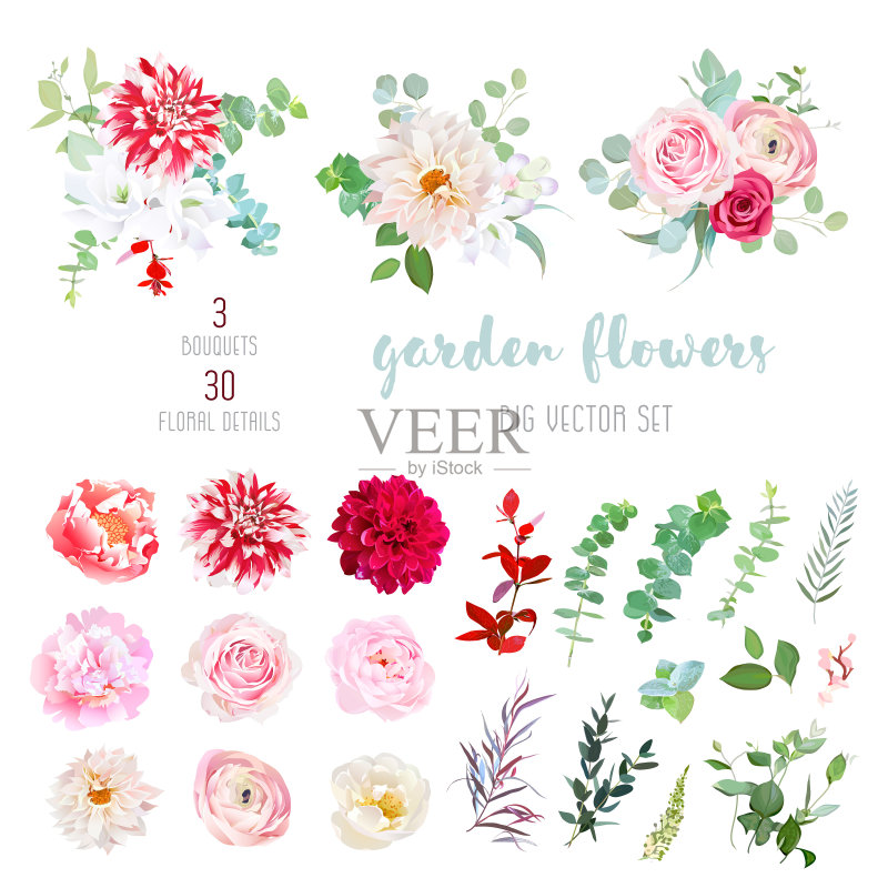 条纹,奶油色和紫红色大丽花,粉色毛茛,玫瑰,正版元素素材