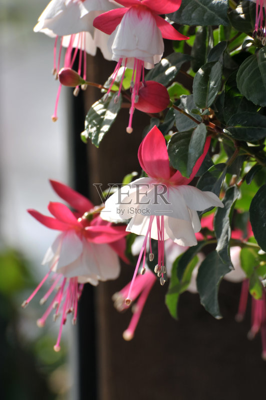 樱红色花正版图片素材