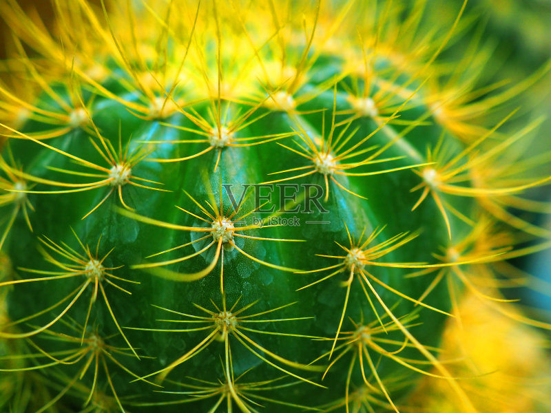 宏观侧视图幼黄刺棘仙人掌,背景有水滴斑点正版图片素材