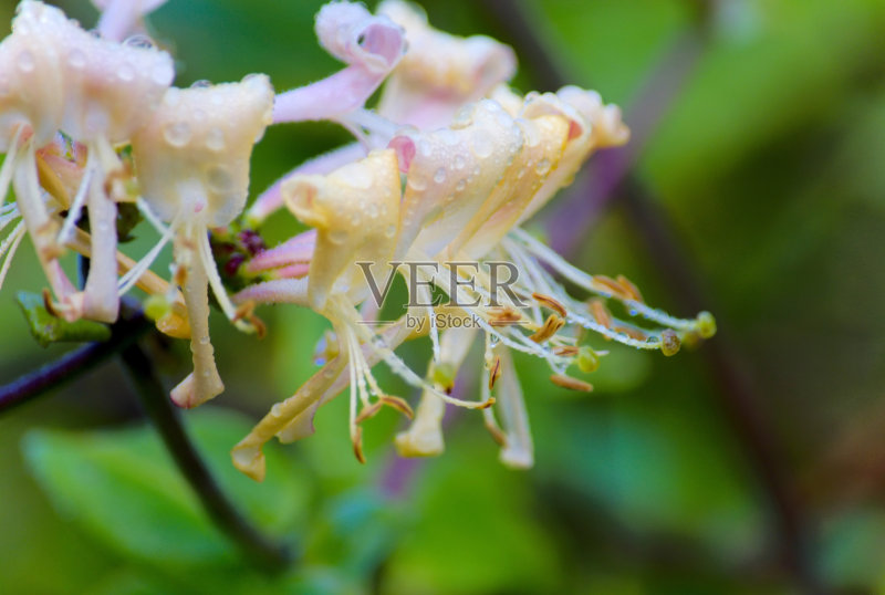 忍冬或忍冬的花正版图片素材