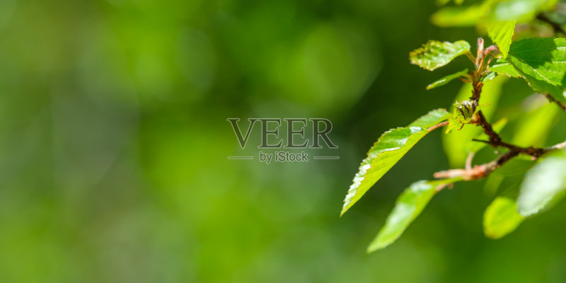 树枝与绿色山毛榉叶和复制空间正版图片素材