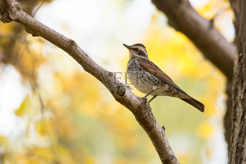 秋天树枝上的深色画眉正版图片素材