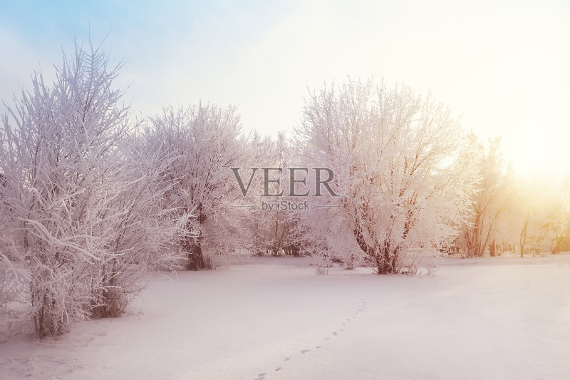 公园里的树被大雪覆盖着。大量的雪。日落正版图片素材