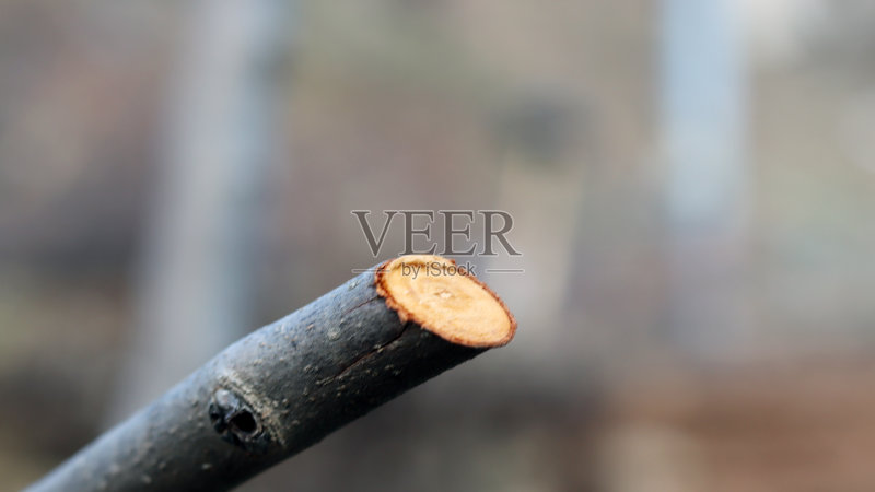 剪枝的特写镜头正版图片素材