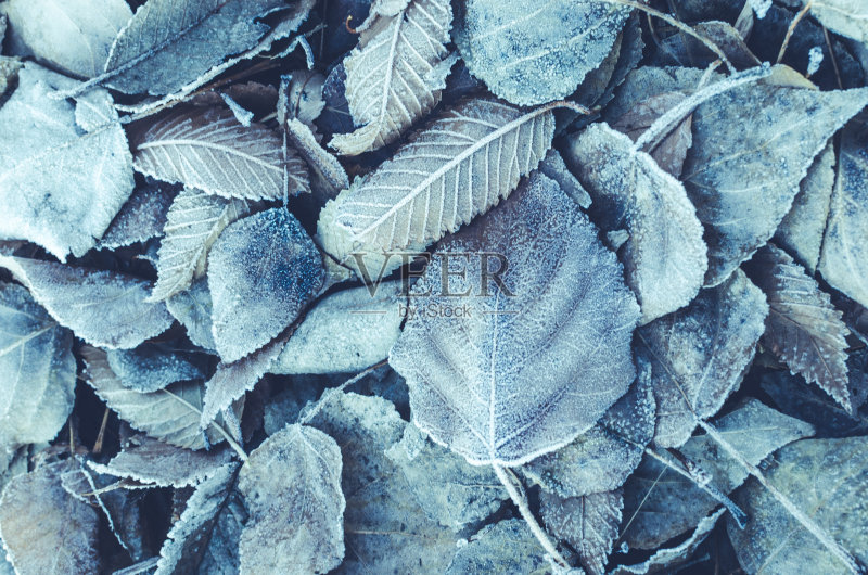 背景是覆盖着霜雪的落叶正版图片素材