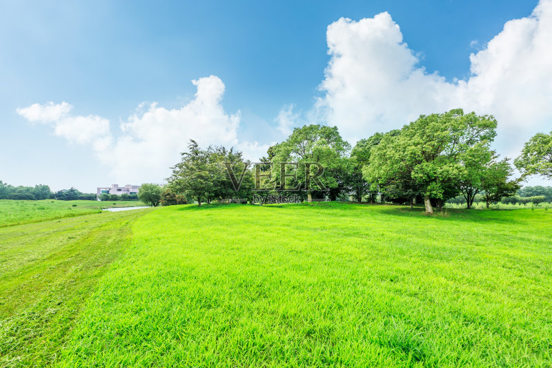自然公园中的绿色草地和树木景观照片摄影图片
