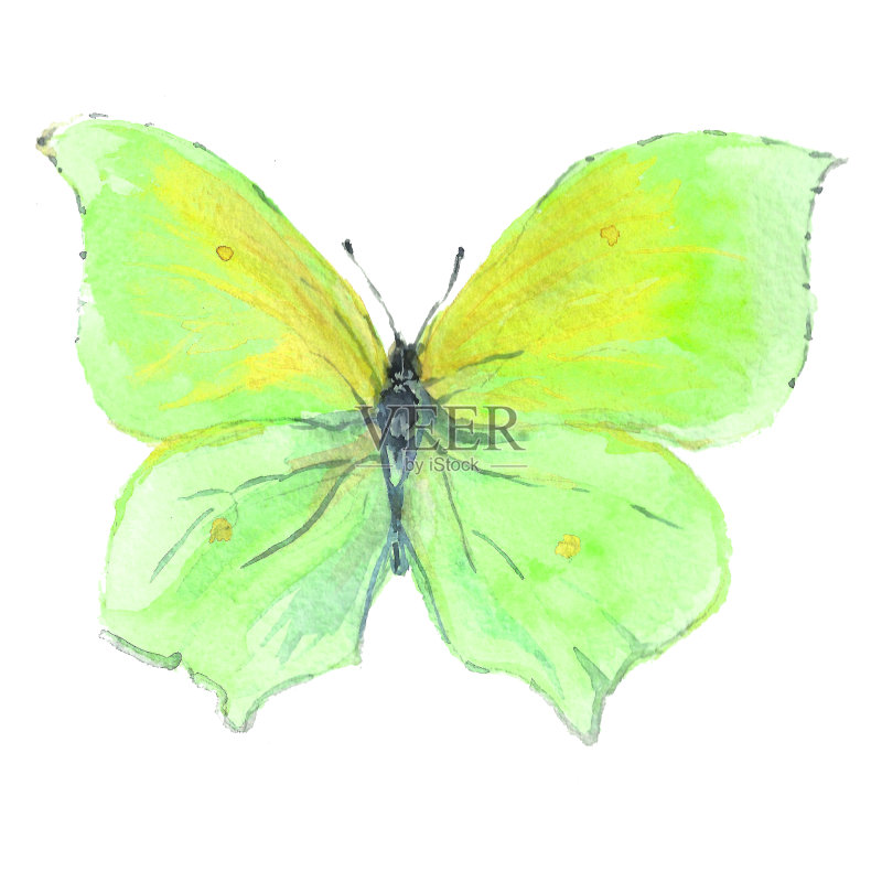 蝴蝶水彩插图正版插画素材