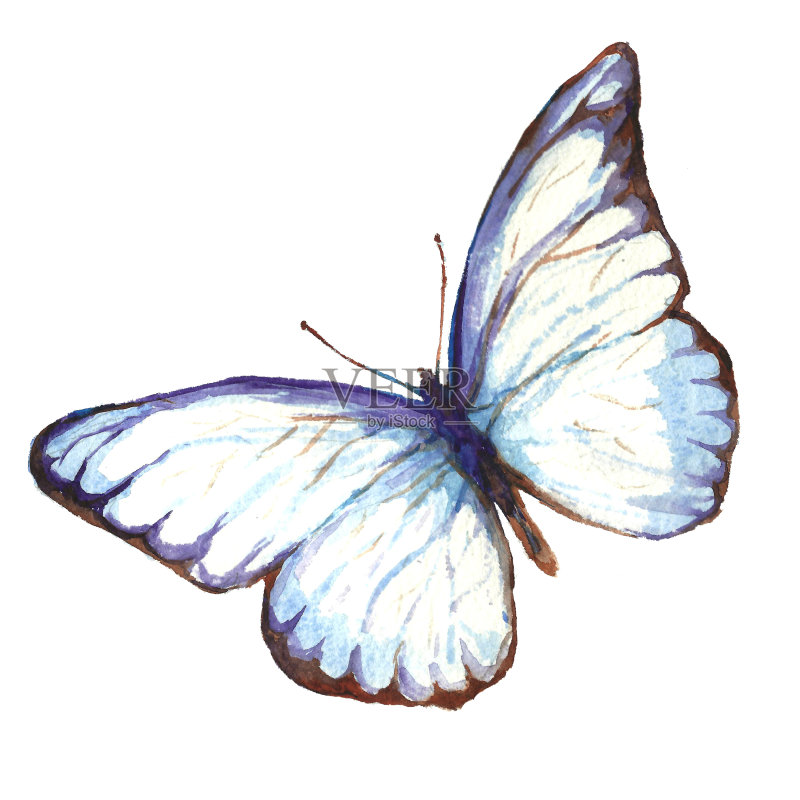 蝴蝶水彩插图正版元素素材
