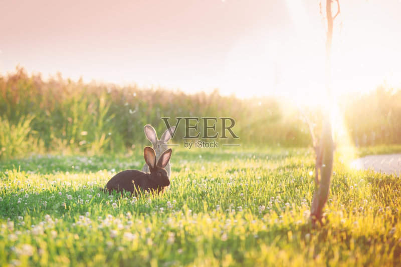 可爱的大耳朵兔子在户外日落正版图片素材