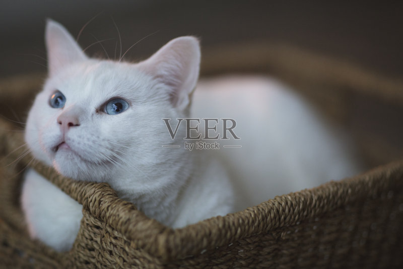 五岁雌土耳其安哥拉猫在柳条篮子里休息。正版图片素材