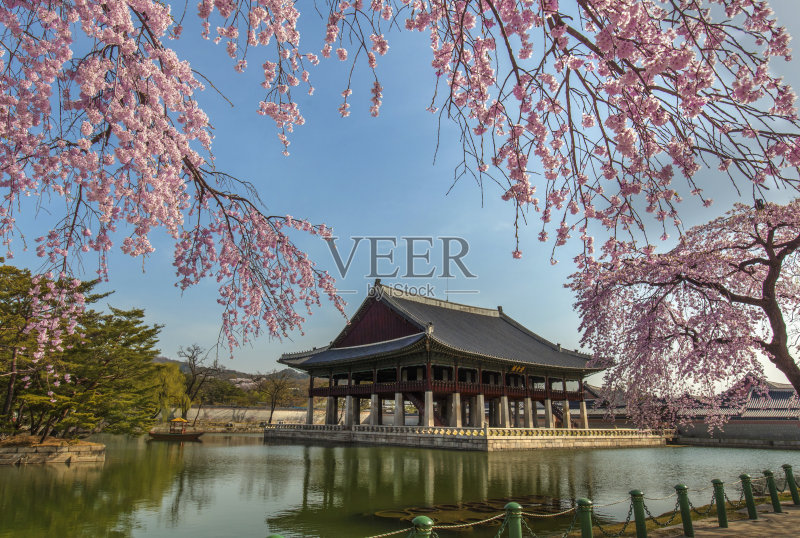 庆福宫春天樱花盛开,正版图片素材