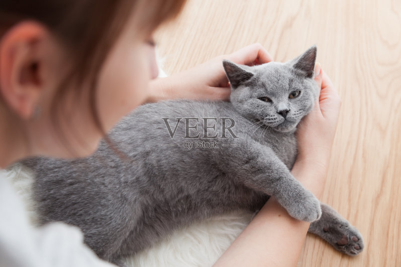 女人抚摸着她的车。英国短毛猫,纯种正版图片素材