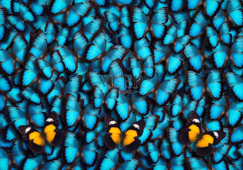 蝴蝶的背景正版图片素材