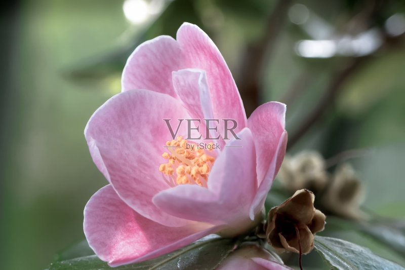 罗莎·卡梅利亚-卡梅利亚·卢特川斯-混合新娘正版图片素材