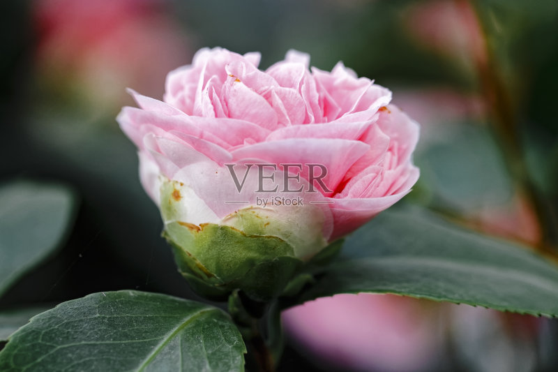 日本茶花(Camellia japonica L.)“漩涡”山茶科正版图片素材