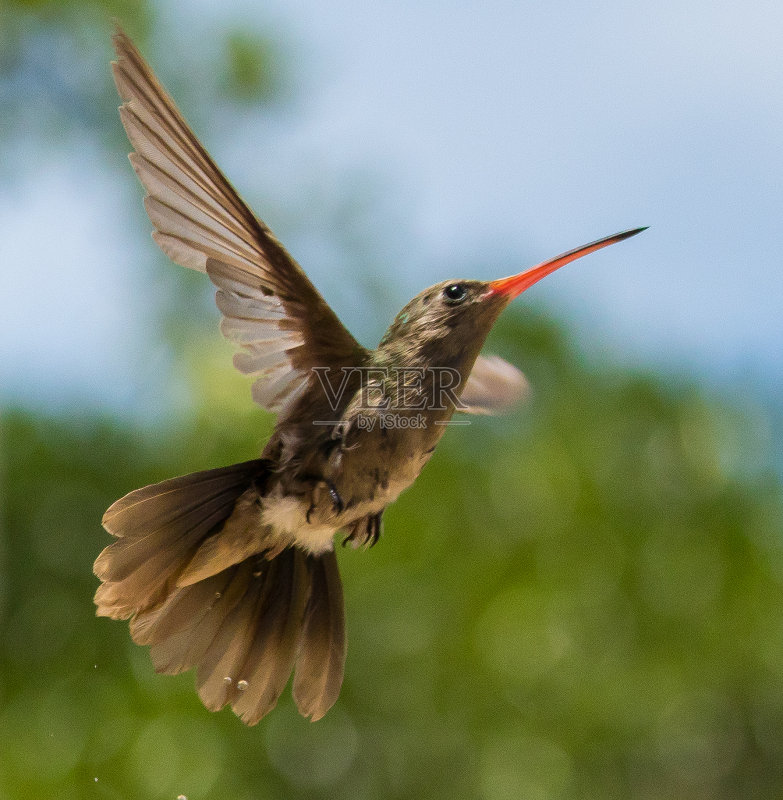 克利布雷·奥帕科(西南图斯·索迪杜斯)正版图片素材