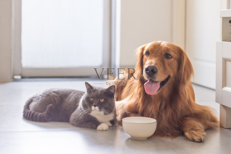 英国短毛猫和金毛猎犬正版图片素材