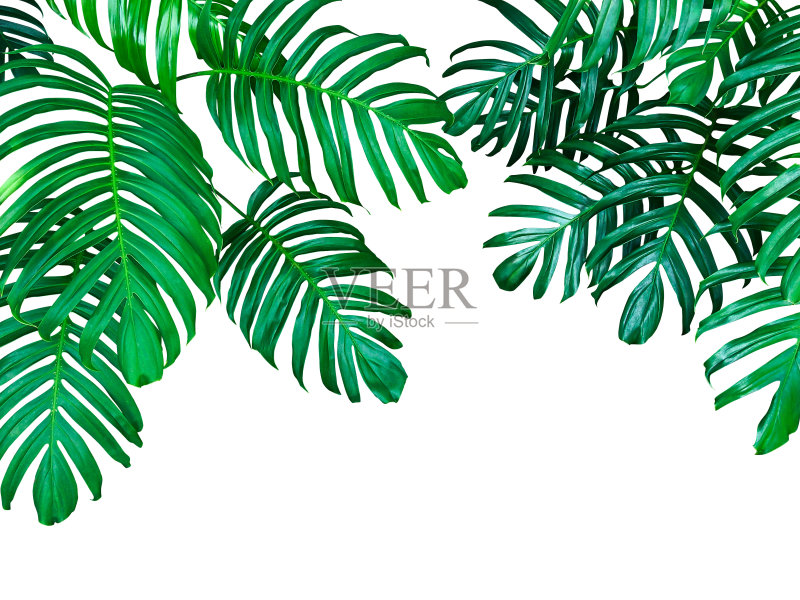 绿色的叶子,热带森林植物,常绿藤本孤立在白色的背景,包括修剪路径。正版图片素材