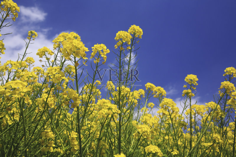 油菜花领域正版图片素材