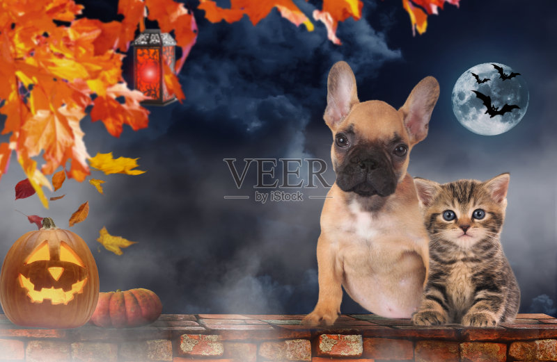 小猫和小狗坐在南瓜旁边——万圣节正版图片素材