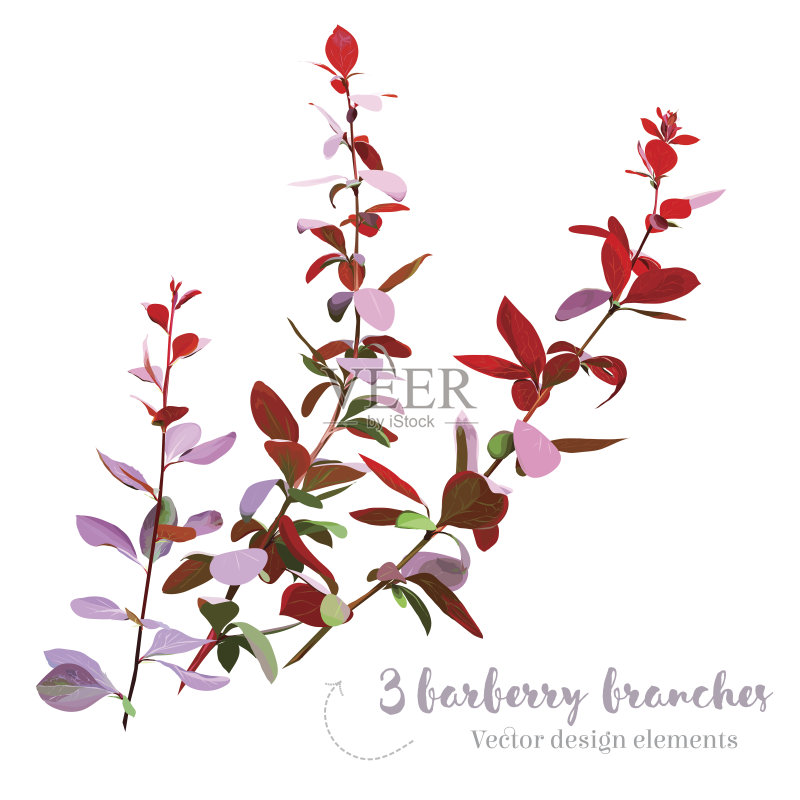 紫红色的小檗树枝向量集合正版插画素材