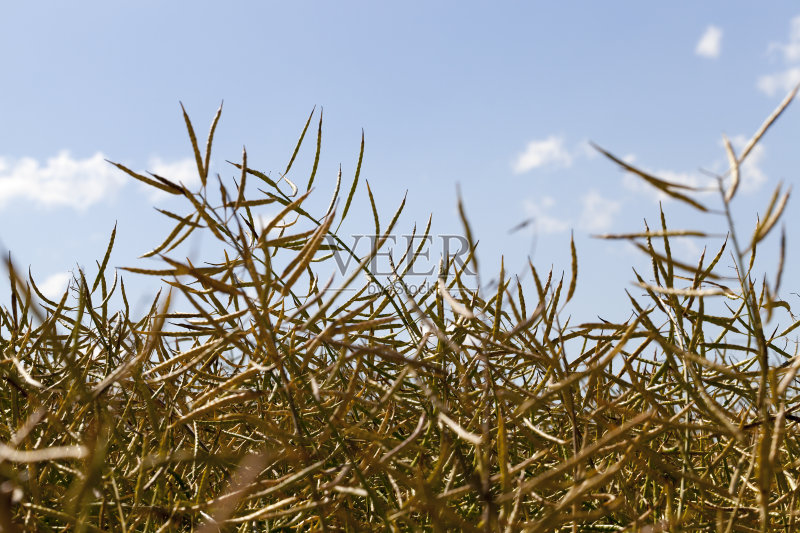 油菜干正版图片素材