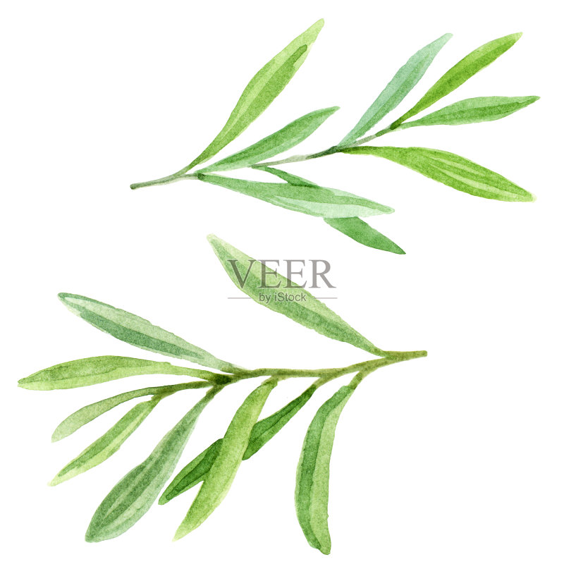 手绘树叶和树枝素材正版插画素材