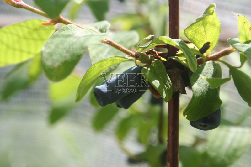 蓝莓植物正版图片素材
