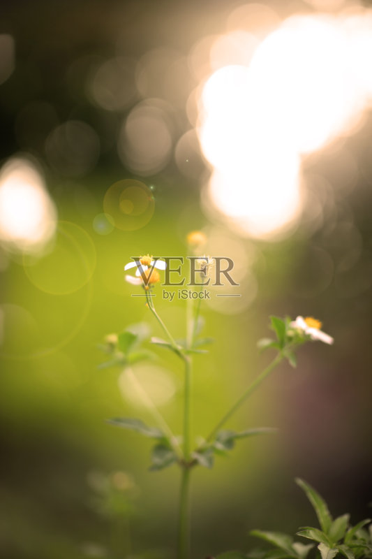 田野里的早晨正版图片素材