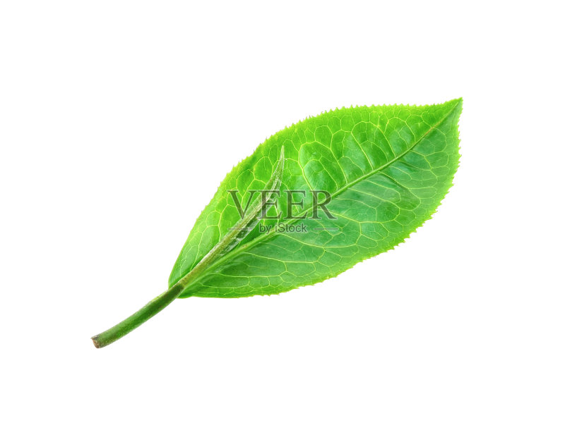 白色背景上孤立的绿茶叶子正版图片素材