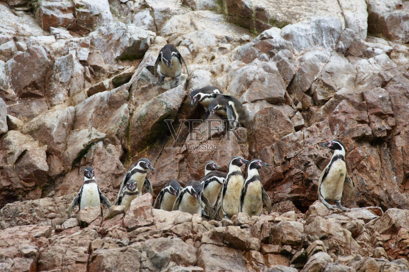 秘鲁的洪堡企鹅正版图片素材