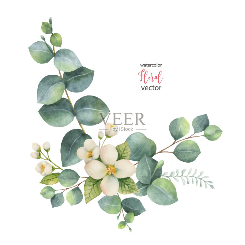 水彩矢量花环与绿色桉树叶和茉莉。正版插画素材
