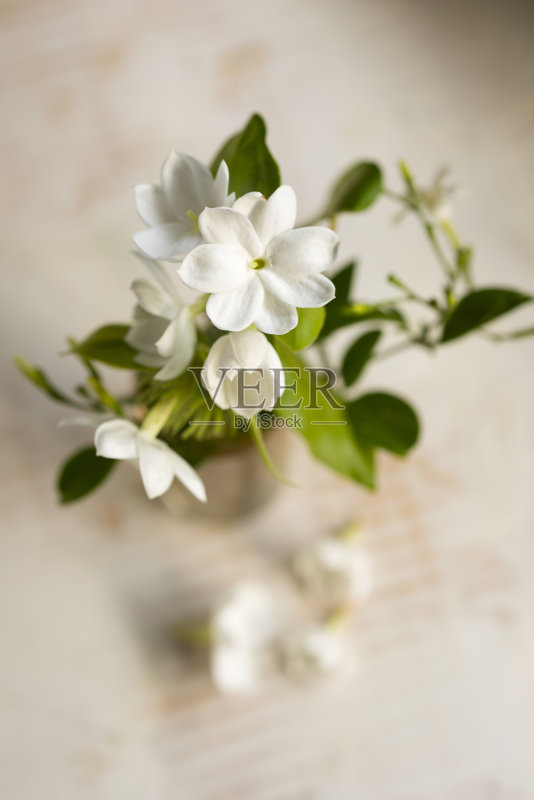 茉莉花正版图片素材